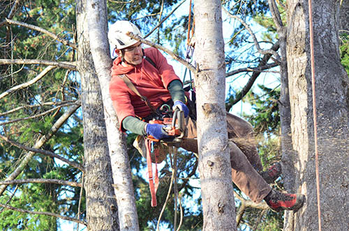 tree-service-colleyville-adult-trimming